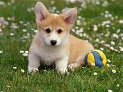 Corgi Puppy