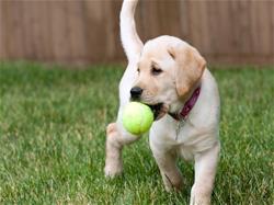 Lab Puppy