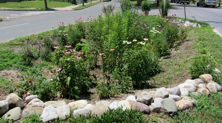 rain garden