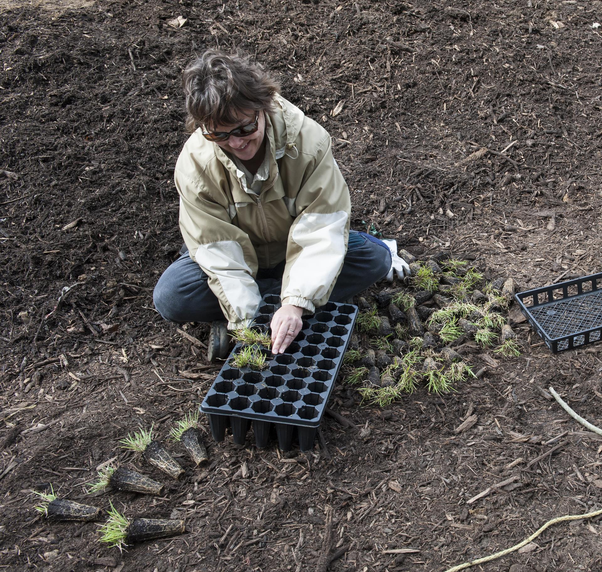 Rain Garden Planting